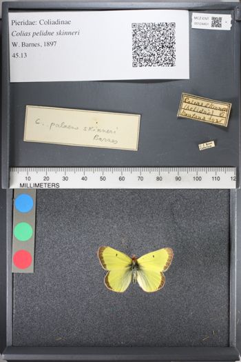 Media type: image;   Entomology 124451